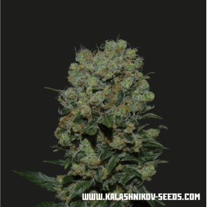 Kalashnikov Seeds Kalashnikov Express