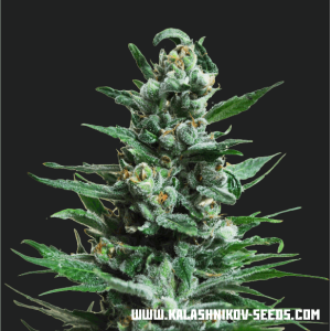 Kalashnikov Seeds Moscow Blue Berry Auto