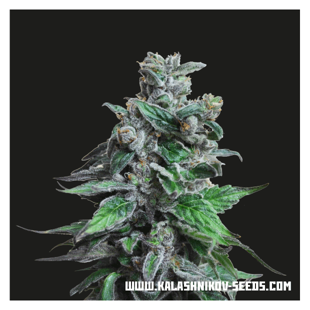 Kalashnikov Seeds Moscow Blueberry