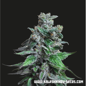 Kalashnikov Seeds Moscow Blueberry