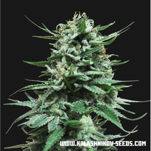 Kalashnikov Seeds Northern Russian Auto