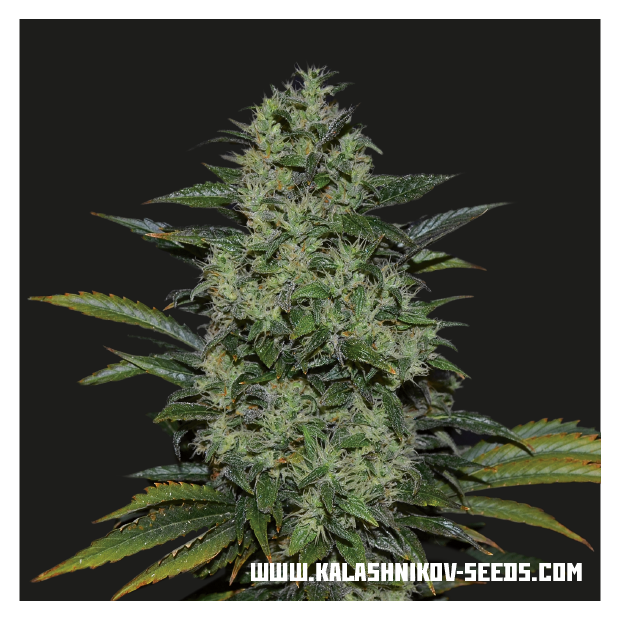 Kalashnikov Seeds Power Russian