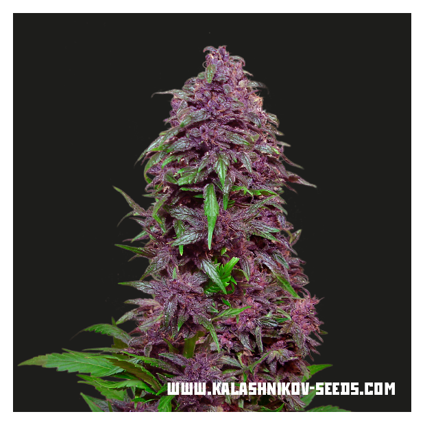 Kalashnikov Seeds Purple Mazar Auto