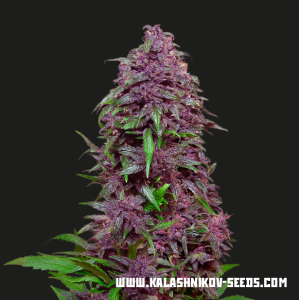 Kalashnikov Seeds Purple Mazar Auto