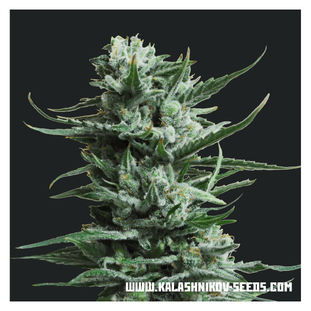 Kalashnikov Seeds Siberian Haze