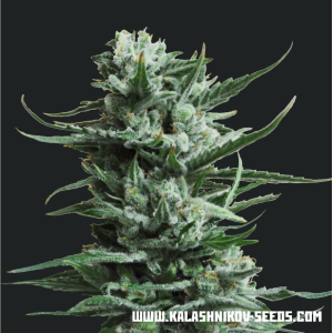 Kalashnikov Seeds Siberian Haze