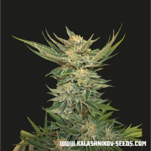 Kalashnikov Seeds Vodka Lemon