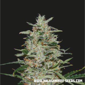 Kalashnikov Seeds White Russian OG