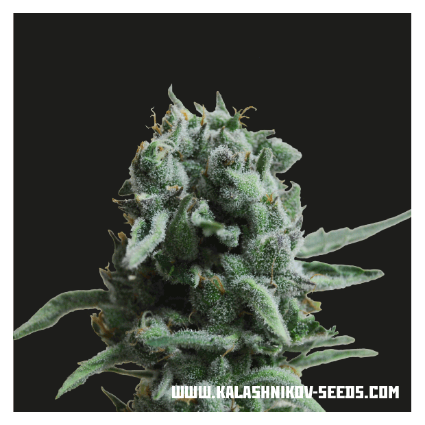 Kalashnikov Seeds White Widow 47