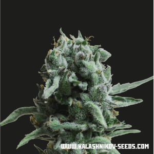 Kalashnikov Seeds White Widow 47