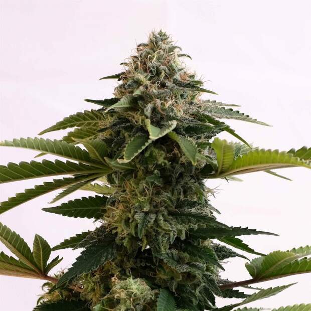 Kannabia Amnesia Dream XL Auto