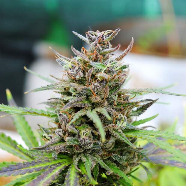 Kannabia Baby Boom Auto
