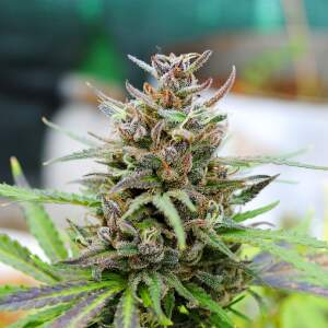 Kannabia Baby Boom Auto