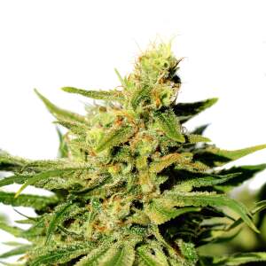 Kannabia BCN Diesel CBD