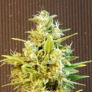 Kannabia CBG Auto