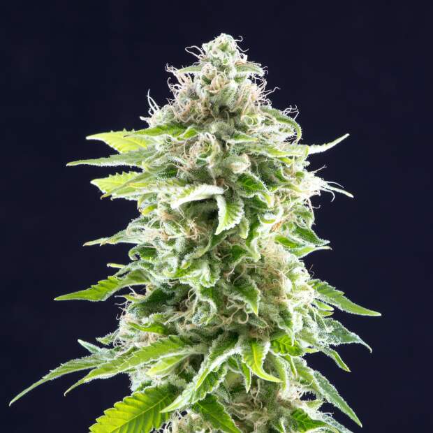 Kannabia Cookies Haze