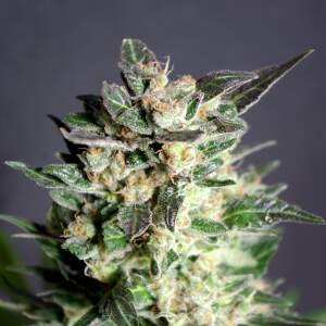 Kannabia Diesel Glue
