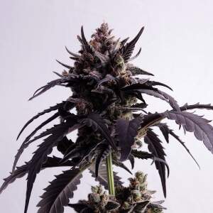 Kannabia Ginger Punch Auto
