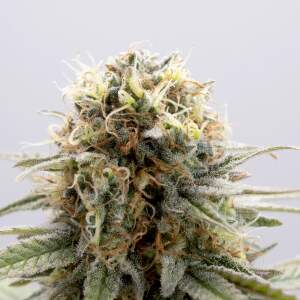 Kannabia GSC