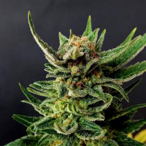 Kannabia Gypsy Kush