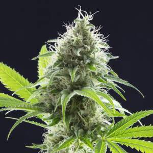 Kannabia Kama Kush CBD