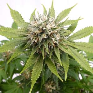 Kannabia Silver Widow