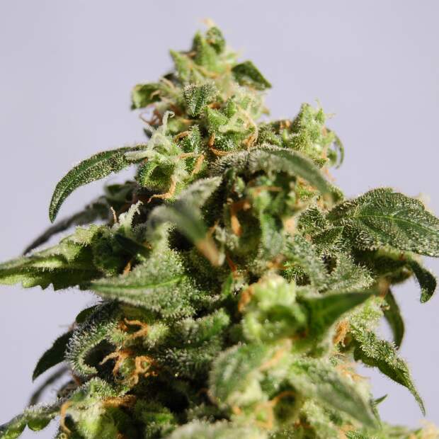 Kannabia Skunk+