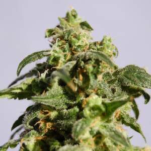Kannabia Skunk+