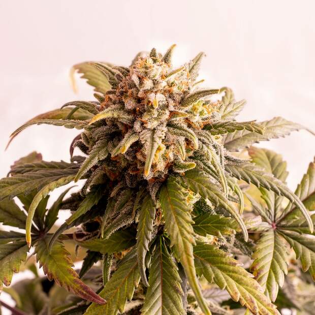 Kannabia Speedy Boom Auto