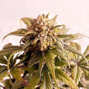 Kannabia Speedy Boom Auto