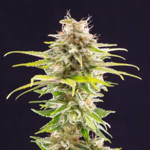 Kannabia Super OG Kush