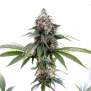 Kannabia Swiss Dream CBD