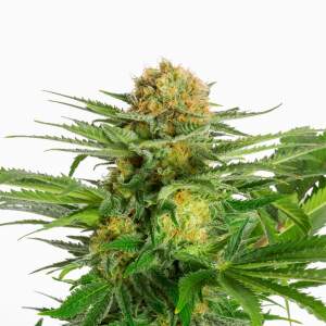 Kannabia White Domina