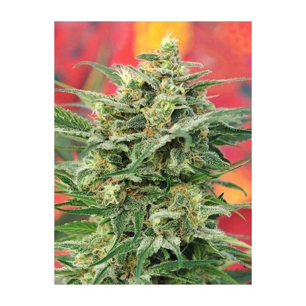 Mandala Seeds 8 Miles High