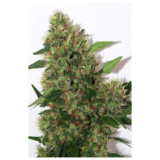 Mandala Seeds Chill-Om