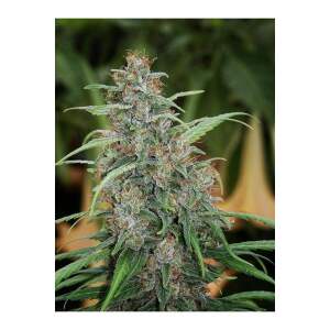 Mandala Seeds Fast N Glorious