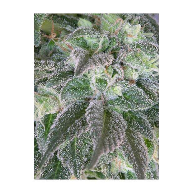 Mandala Seeds Hashberry