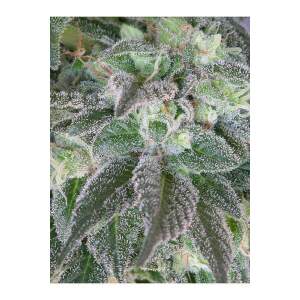 Mandala Seeds Hashberry