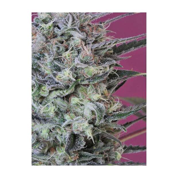 Mandala Seeds Krystalica
