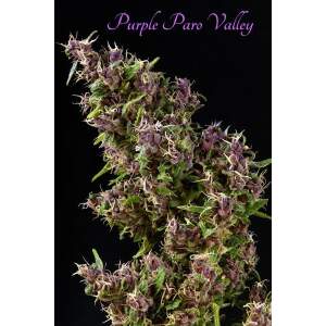 Mandala Seeds Purple Paro Valley
