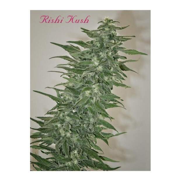 Mandala Seeds Rishi Kush