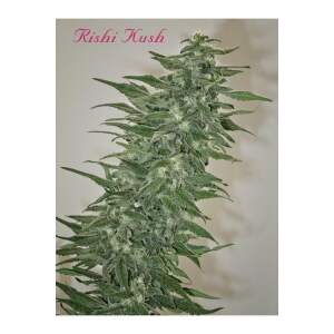 Mandala Seeds Rishi Kush