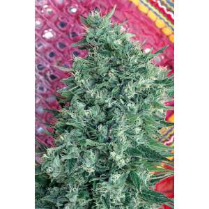 Mandala Seeds Satori