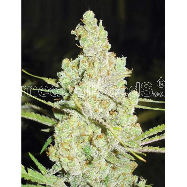 Medical Seeds 1024