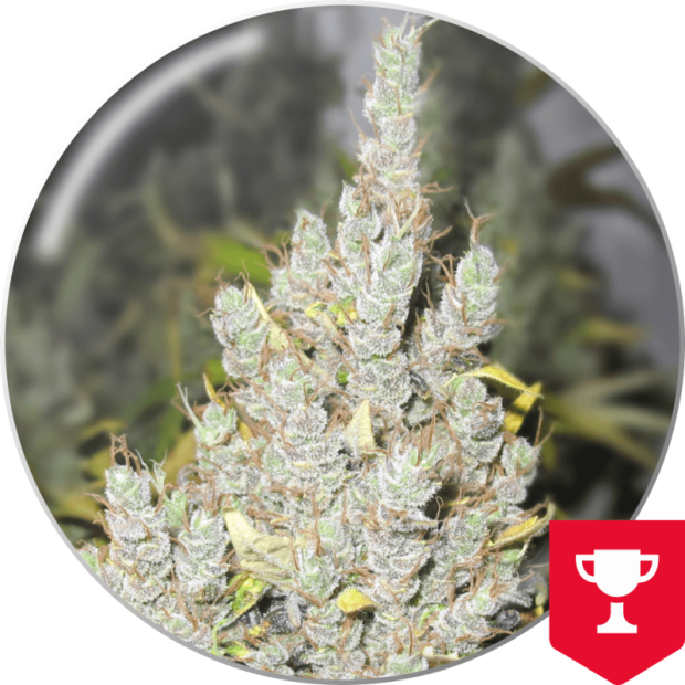 Medical Seeds 2046