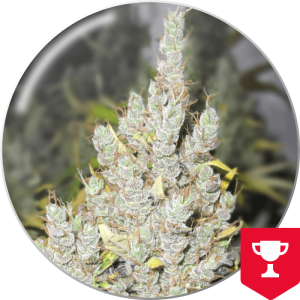 Medical Seeds 2046