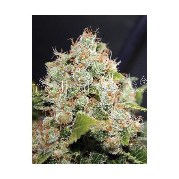 Medical Seeds Bcn Sour Diesel