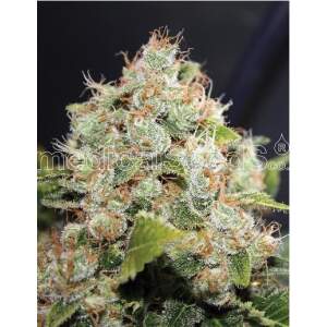 Medical Seeds Bcn Sour Diesel