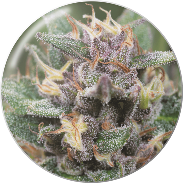Medical Seeds Bluehell Auto