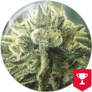 Medical Seeds Canadian Kush 2.0